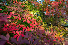 今日の紅葉