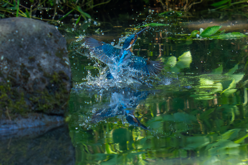カワセミの生活