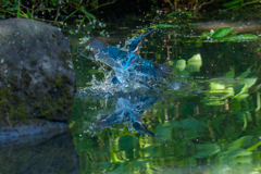 カワセミの生活