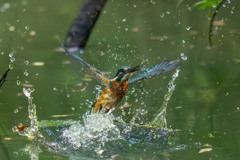 今日のカワセミ