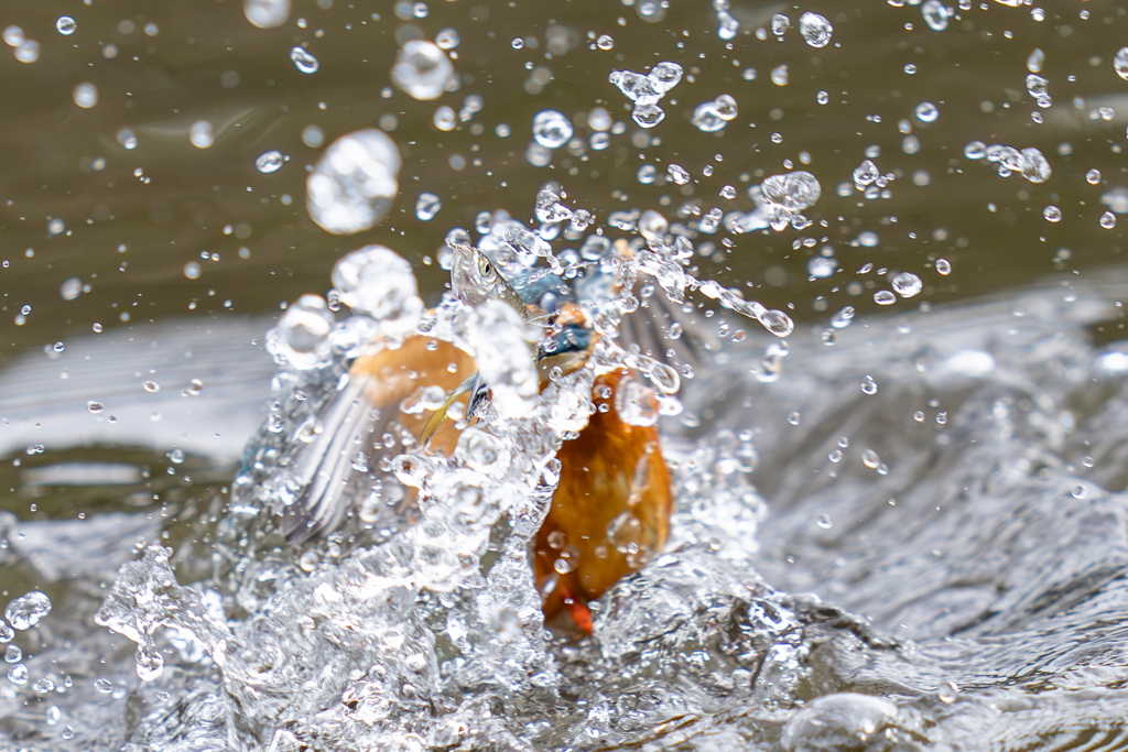 今日のカワセミ