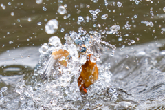 今日のカワセミ