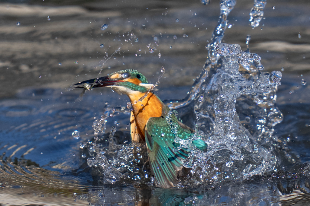 今日のカワセミ　激寒