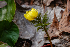 野草の時間