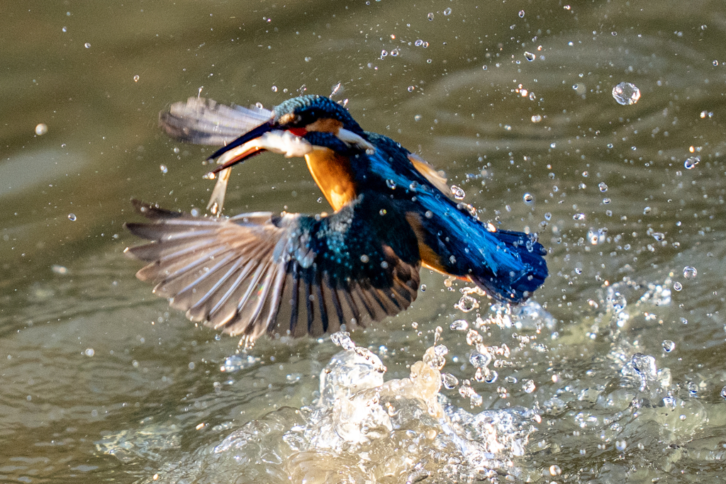 今日のカワセミ