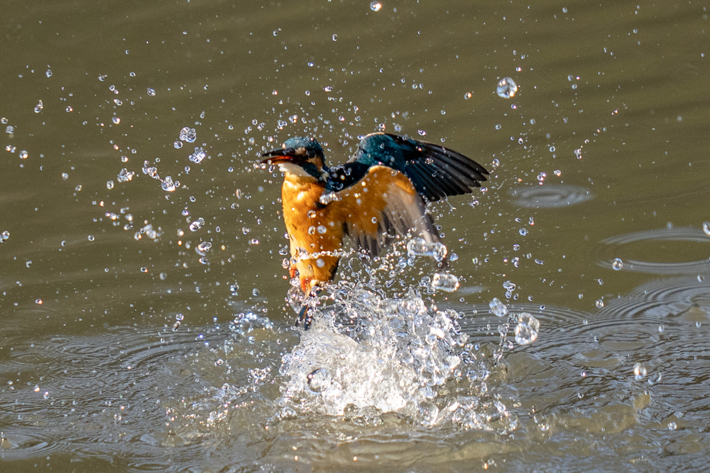 今日のカワセミ