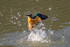 今日のカワセミ