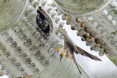 チョウゲンボウの生活