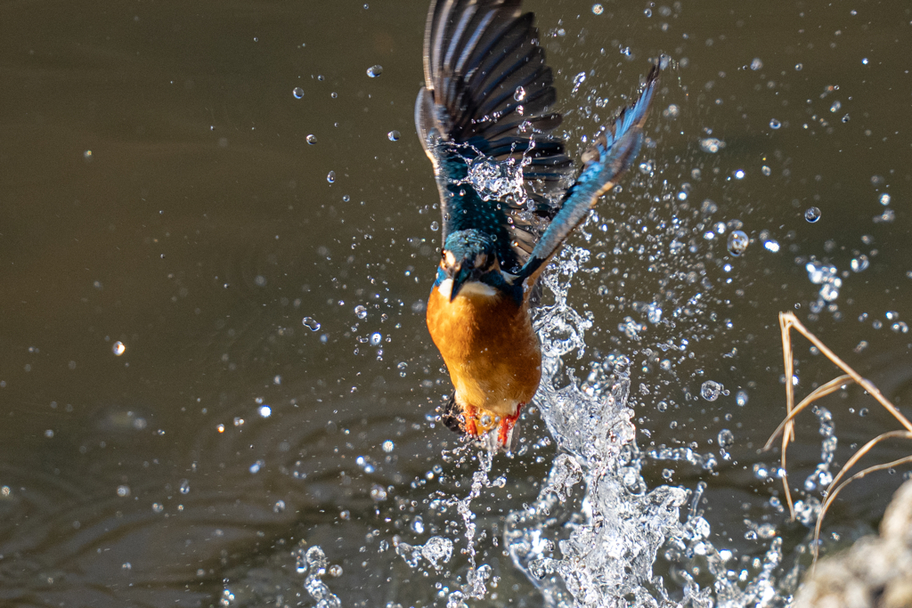 今日のカワセミ