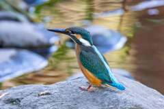 今日のカワセミ