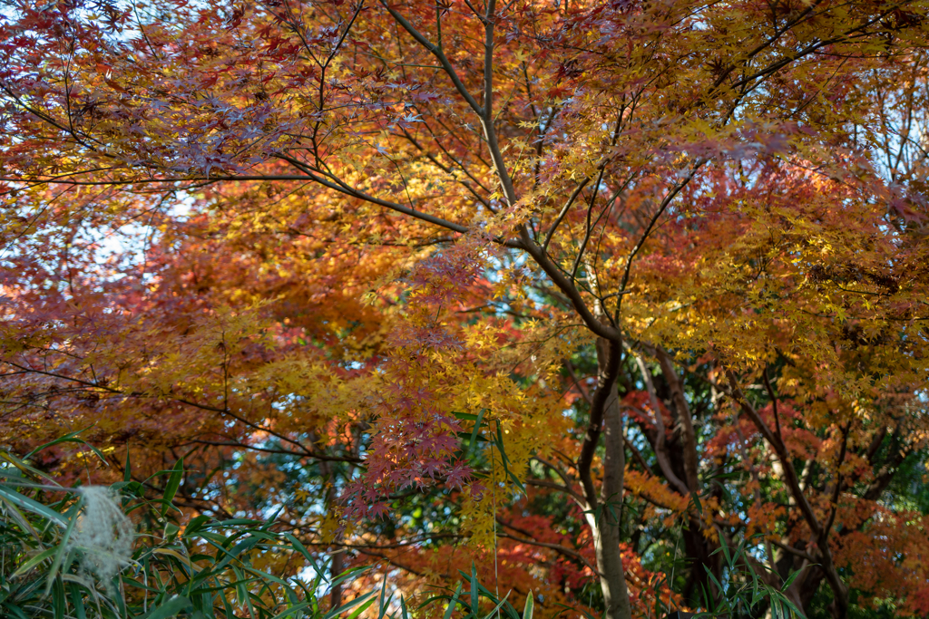 紅葉クリスマス
