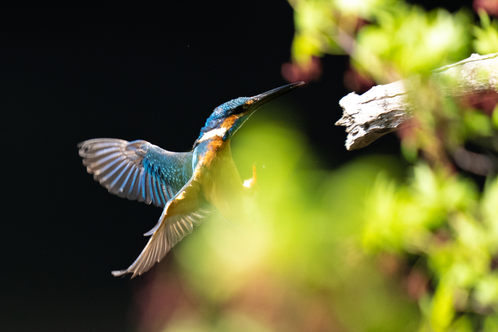 新緑とカワセミ