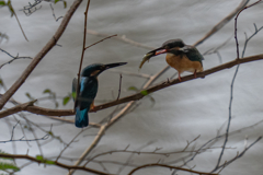 カワセミ給餌