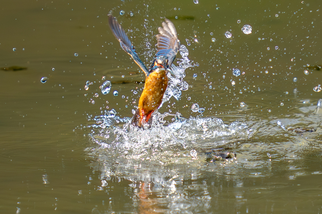 カワセミの生活