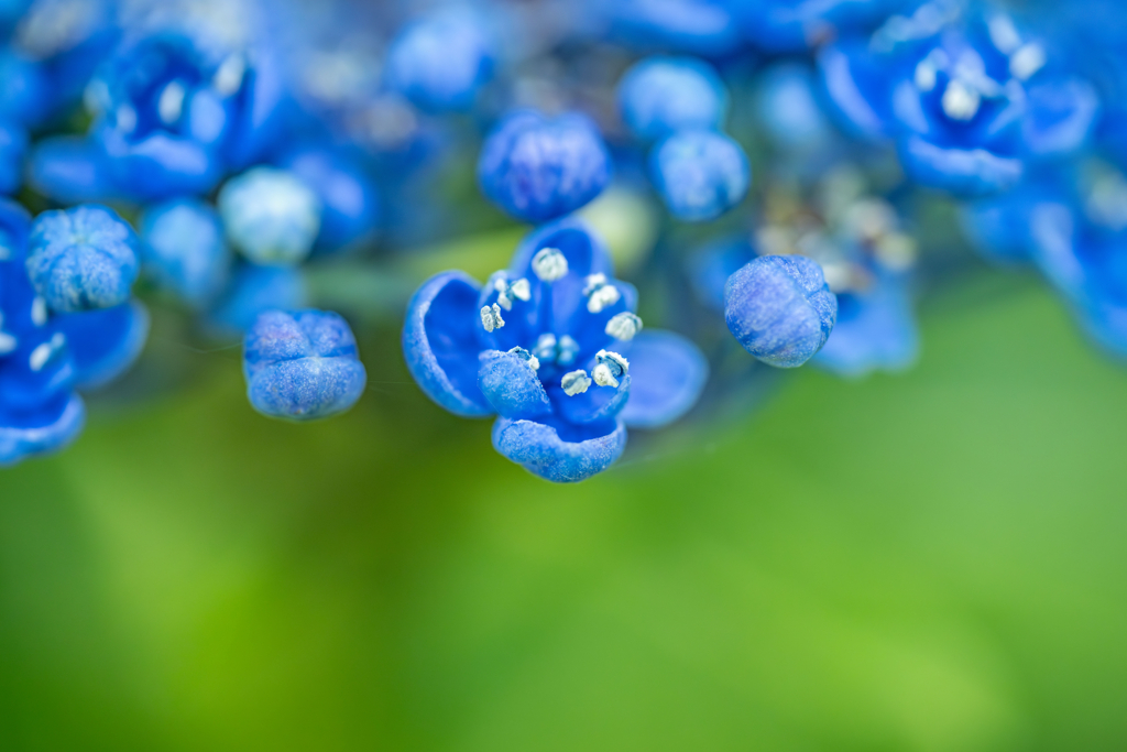 野草の時間