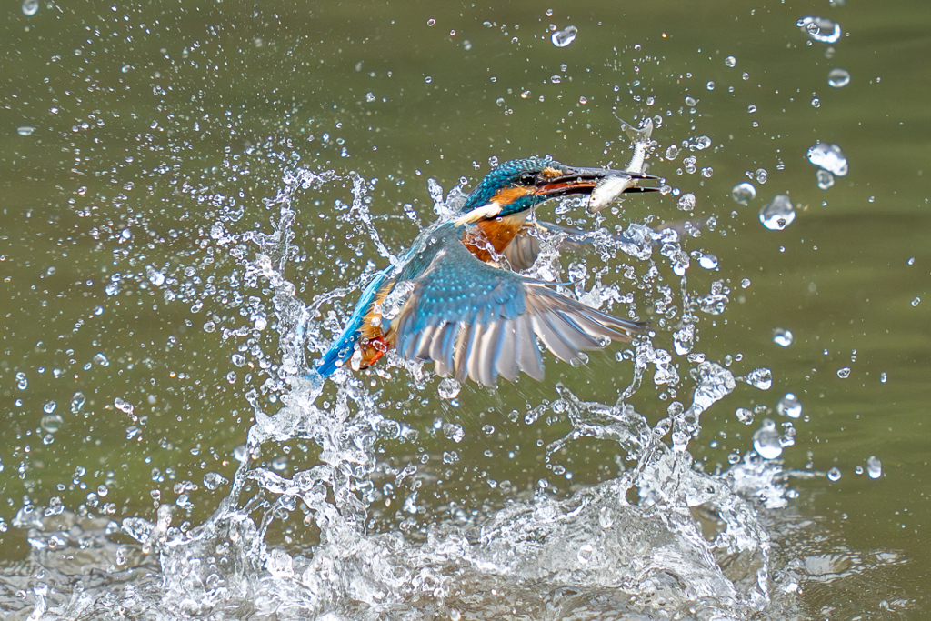 今日のカワセミ