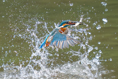 今日のカワセミ