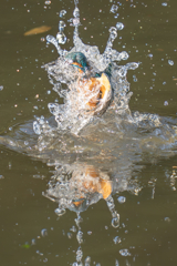 鏡の国のカワセミ