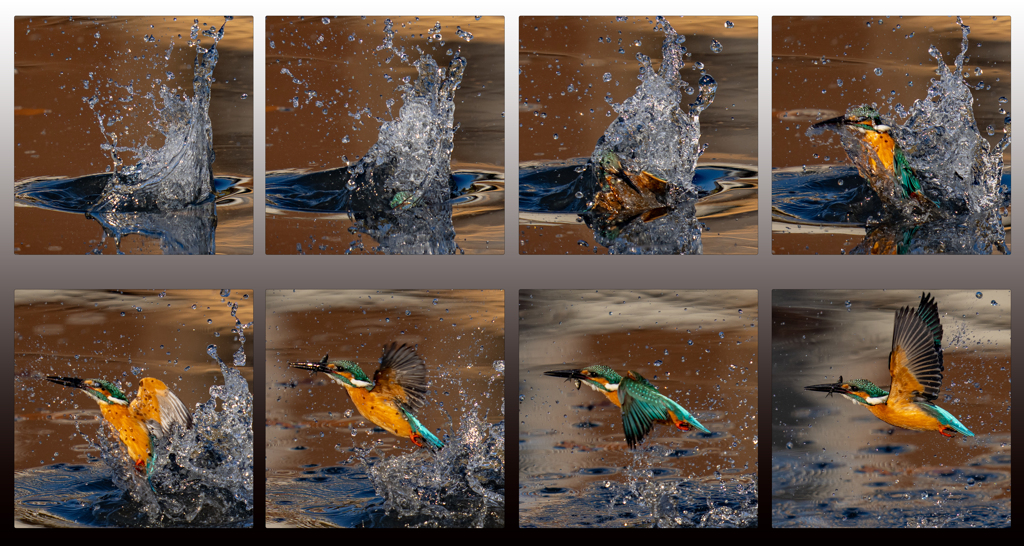 今日のカワセミ