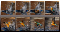 今日のカワセミ