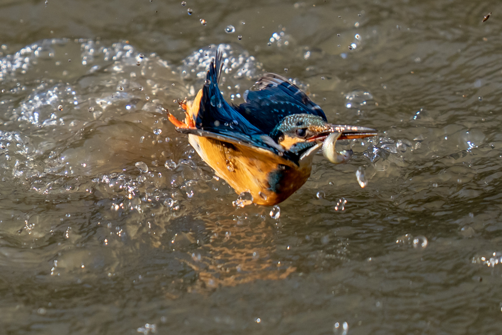 水浴び付きダイブ