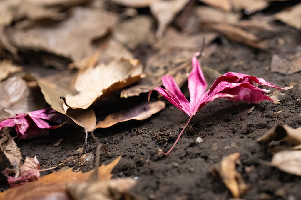 枯れても映える
