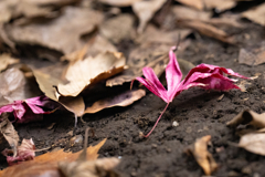 枯れても映える