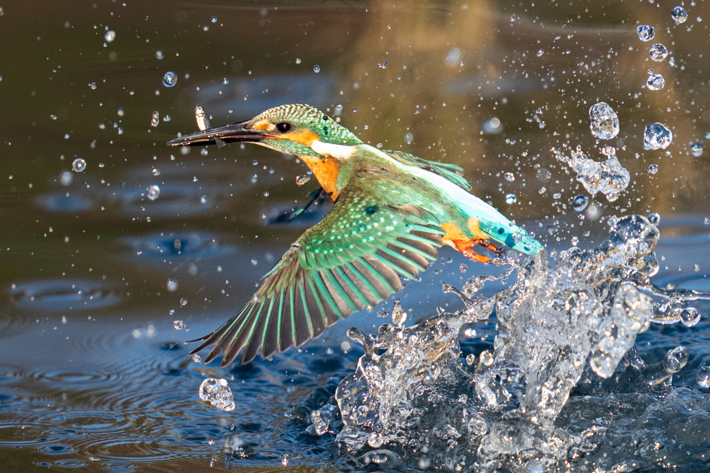 今日のカワセミ
