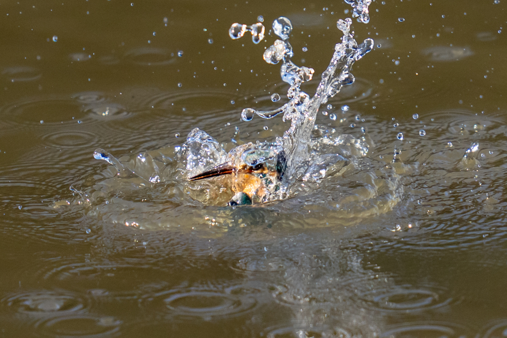 今日のカワセミ