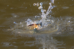 今日のカワセミ