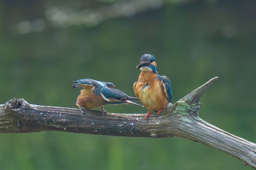 カワセミの生活