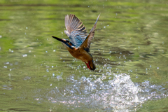 ちょっと水浴び