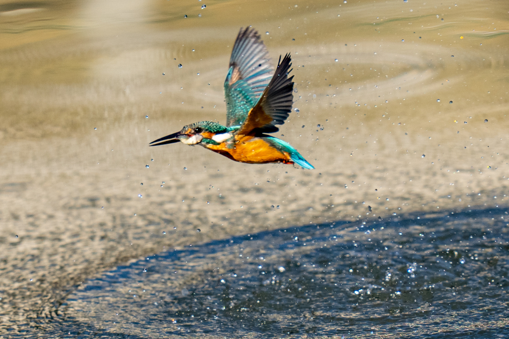 太陽に向かってダイブ
