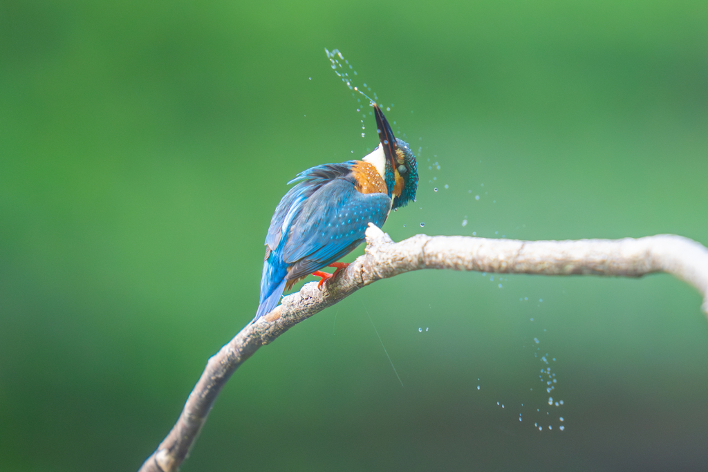 カワセミの生活