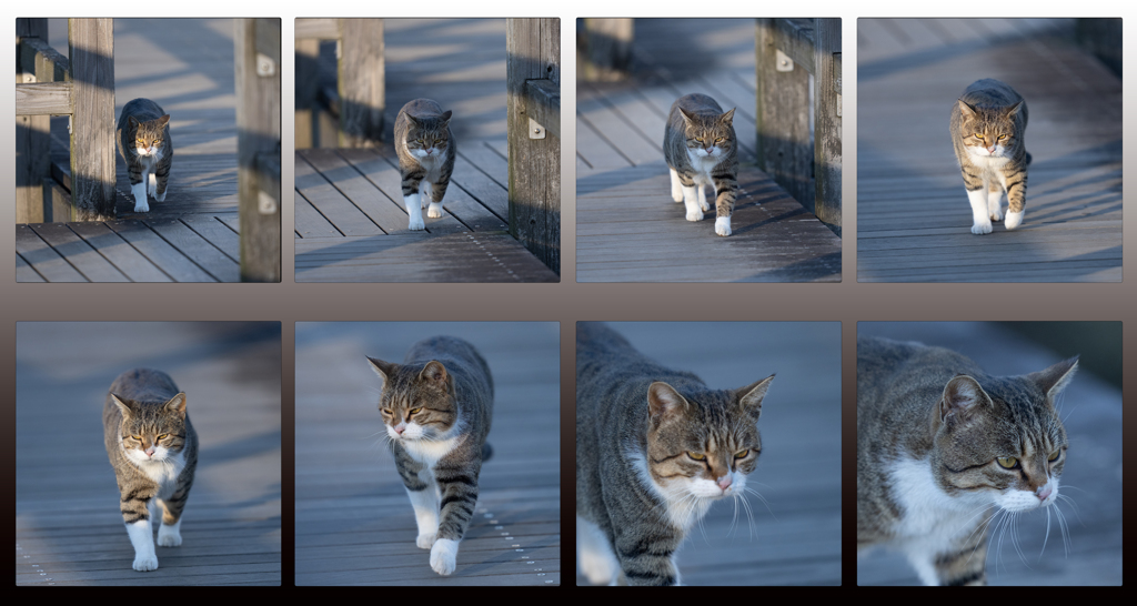 カワセミ池の猫ちゃん達