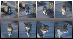 カワセミ池の猫ちゃん達