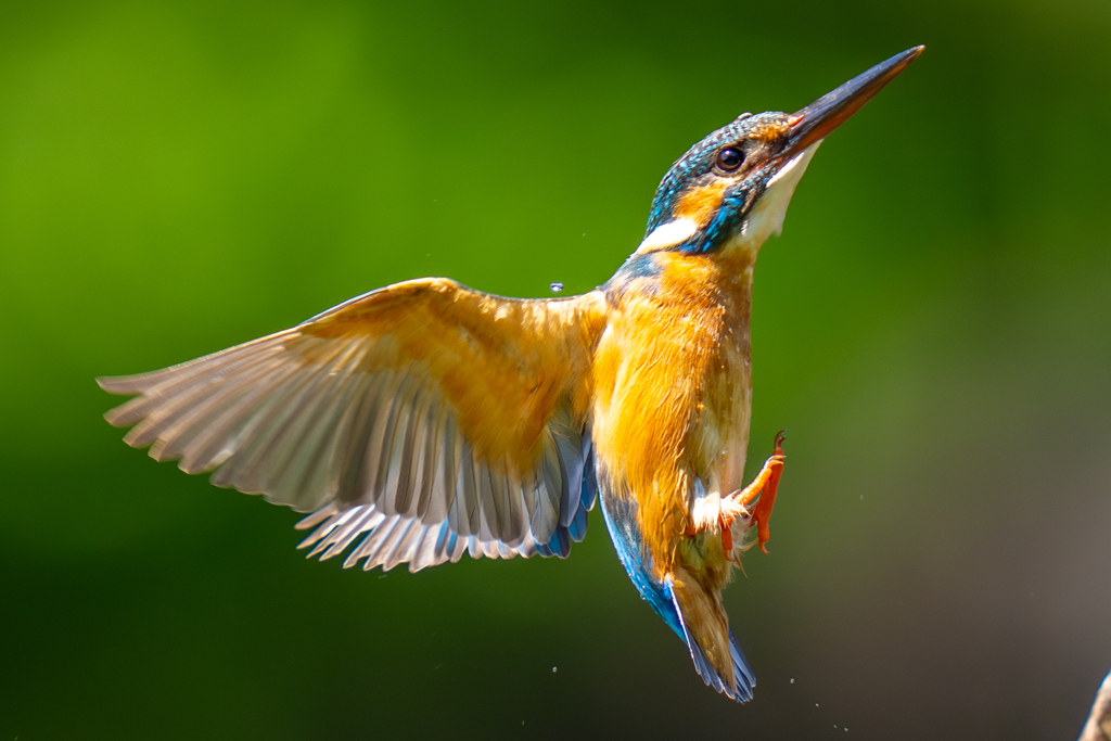 カワセミの生活