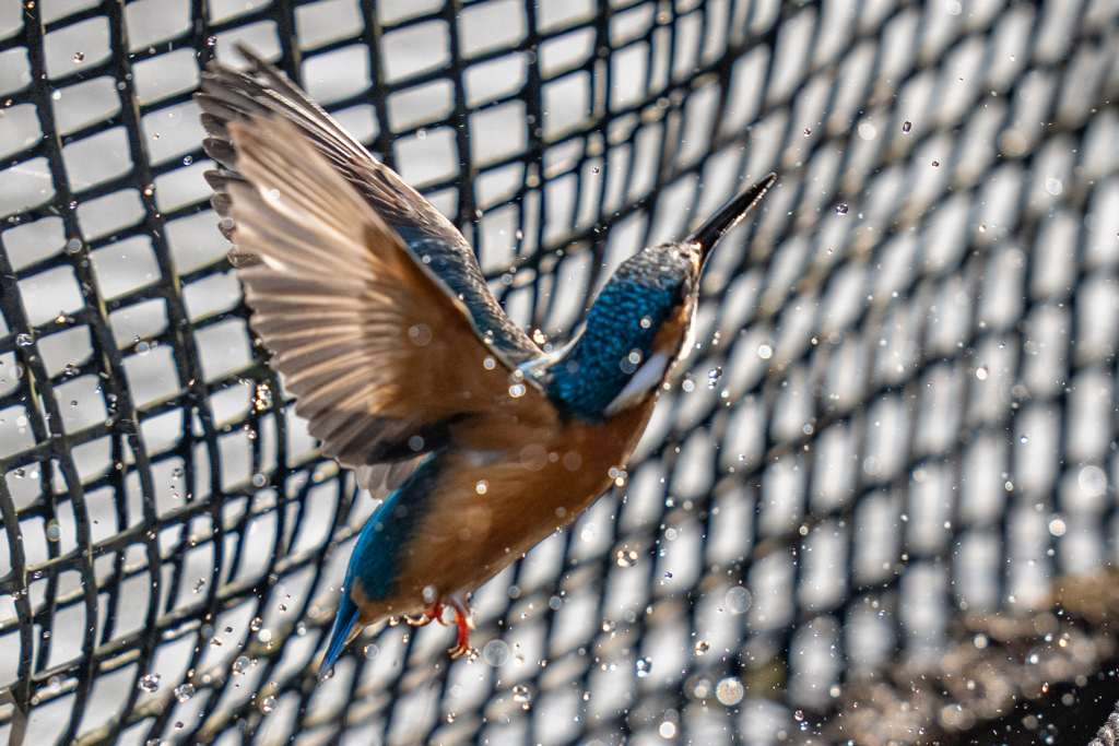 生簀でのご活躍