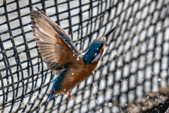 生簀でのご活躍