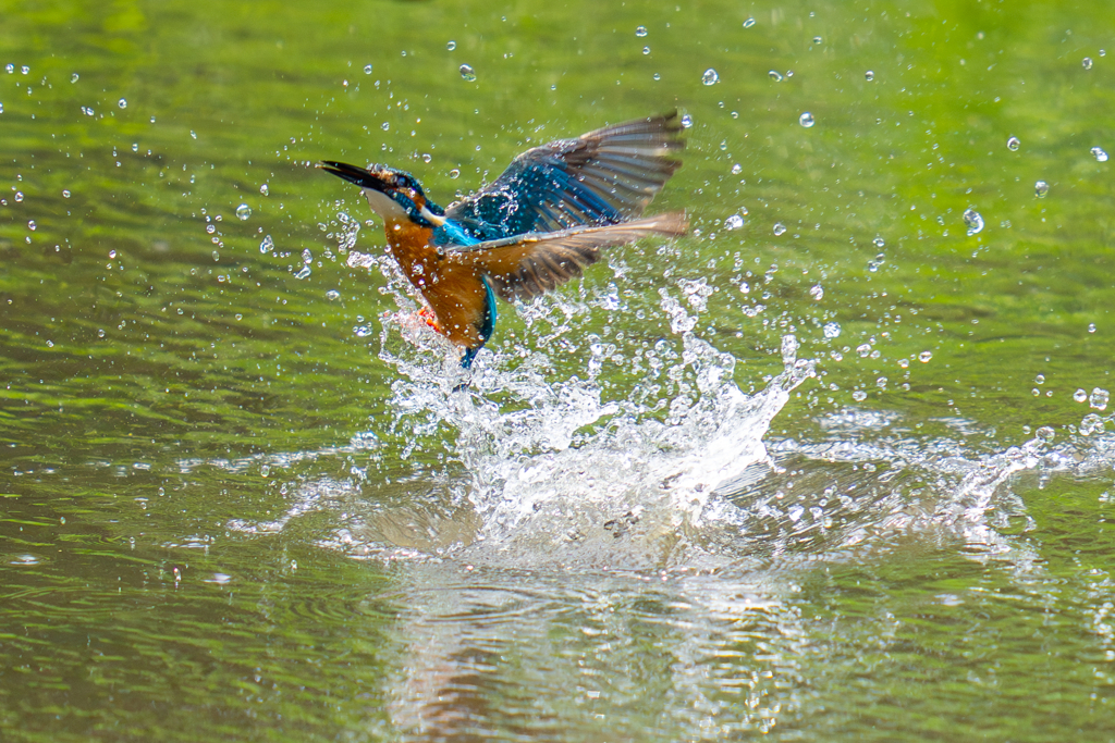 カワセミの生活