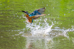 カワセミの生活