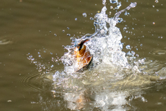 昨日のカワセミ
