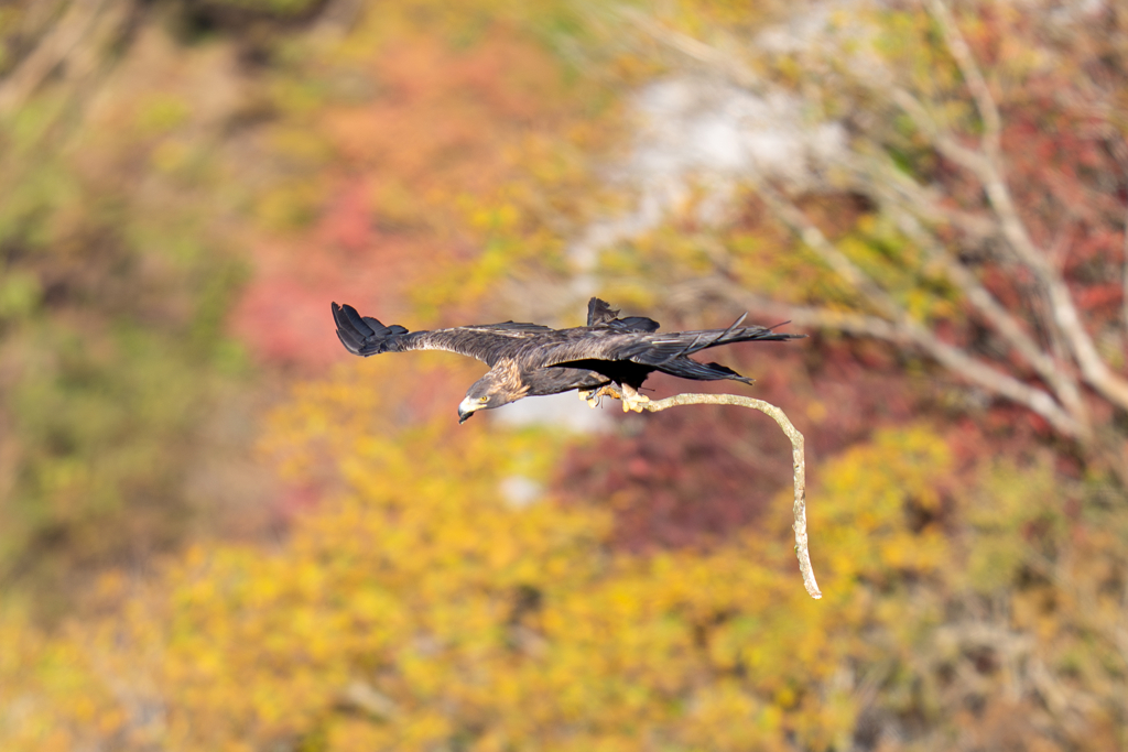 伊吹山の紅葉