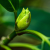 芽吹