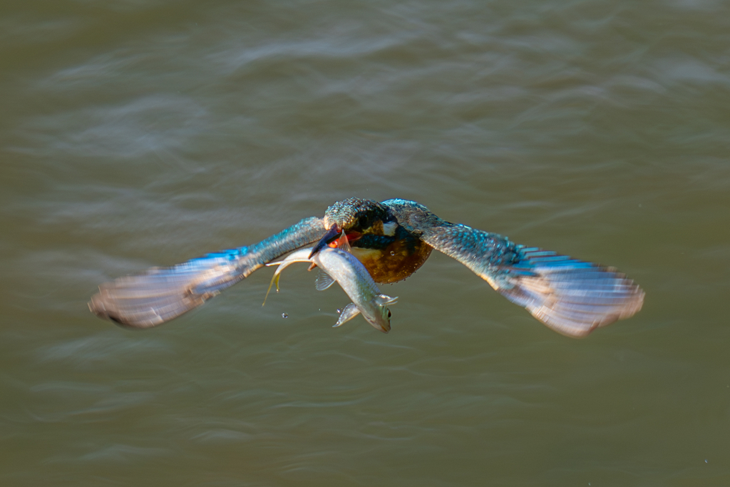 カワセミの生活