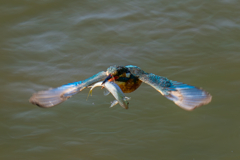 カワセミの生活