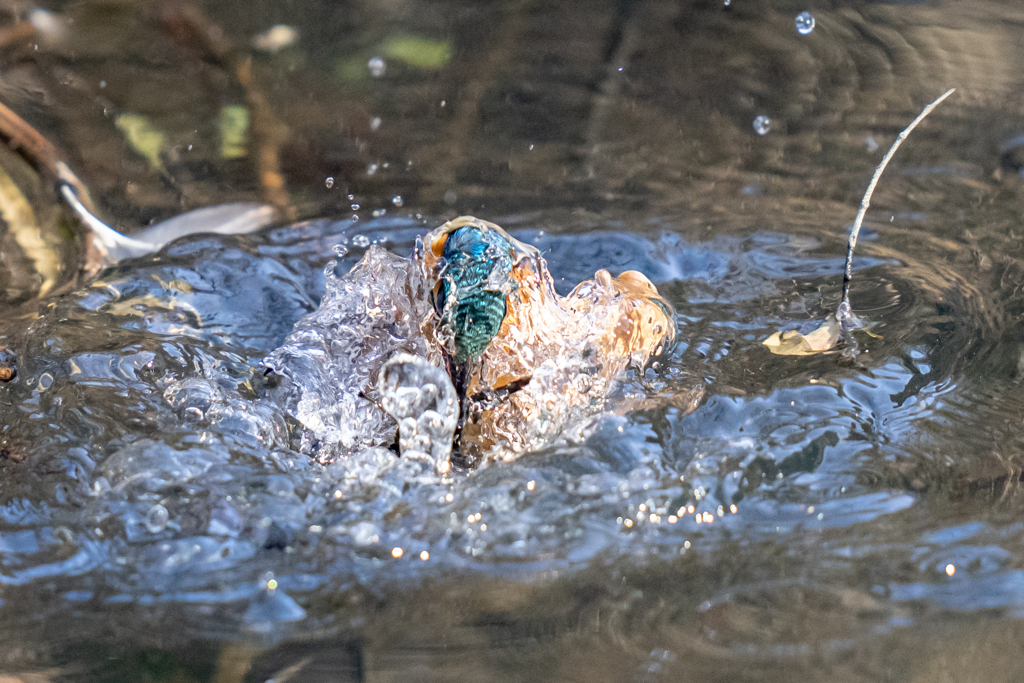今日のカワセミ