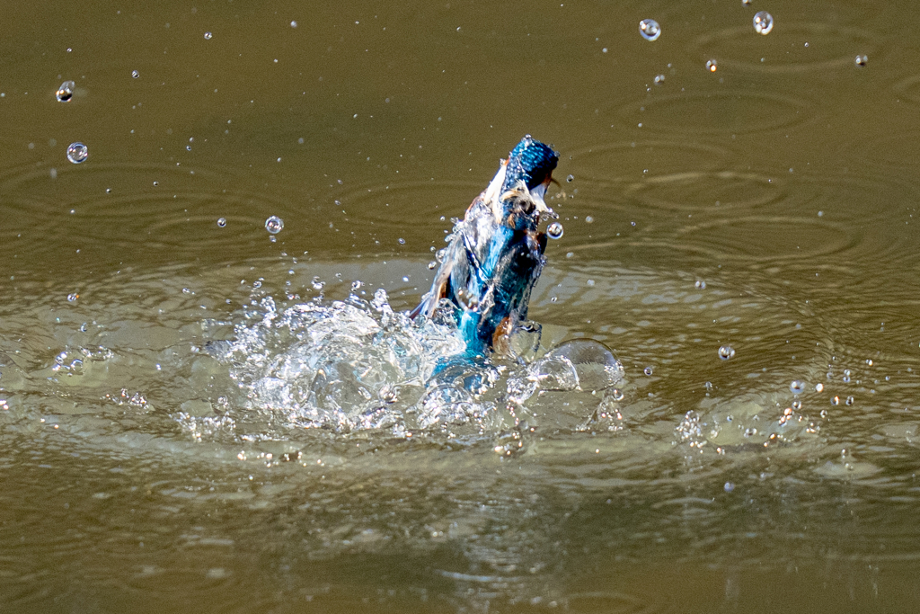 昨日のカワセミ