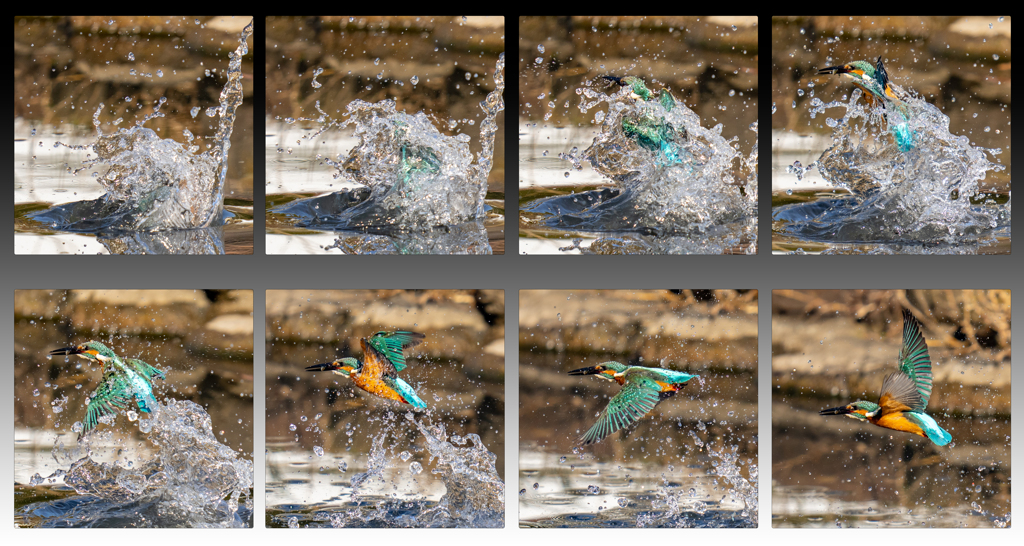 今日の水々しいカワセミ