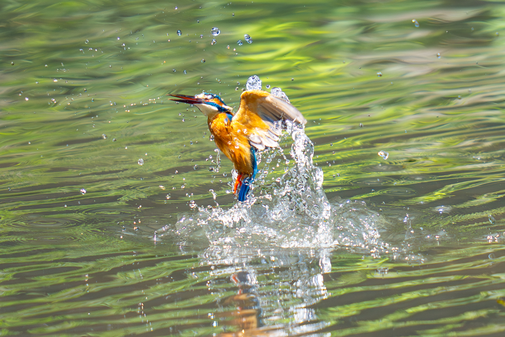 カワセミの生活